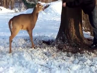 Олень и гамак