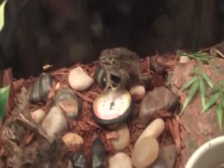 Загадки природы