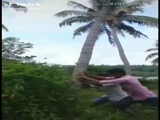 Пальма сломалась 