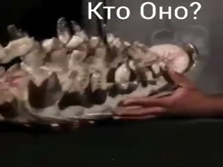 Уродливая тварь