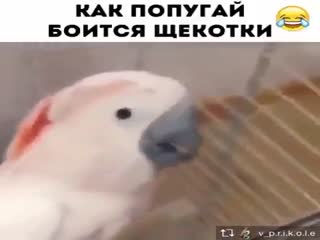 Смешной попугай