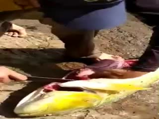 Рыбешка с сюрпризом