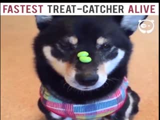 Мику, самый быстрый ловец вкусняшек