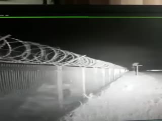 В Петропавловске-Камчатском медведь прорвался на территорию аэропорта 