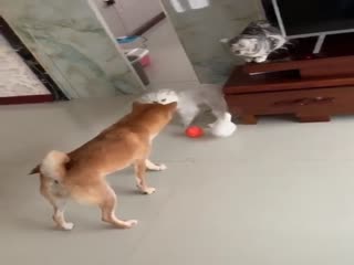 Отдай мой мячик!