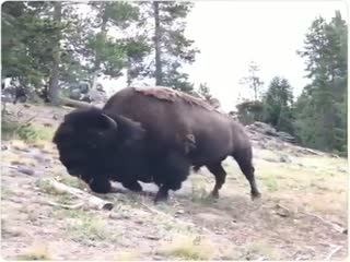 Китаец не успел убежать от зубра