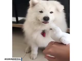 Пёс держит на лапе попугайчика