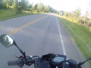 Встреча с дикой природой произошла без предупреждения