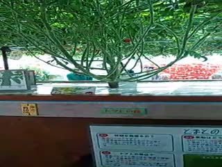 Тысяча помидор с одного куста.