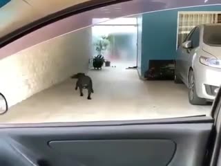 Хозяин, я готов!!!!