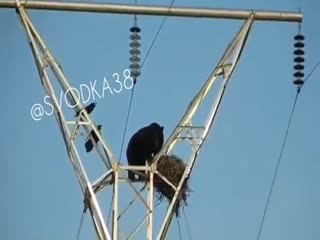 Медведь залез на ЛЭП
