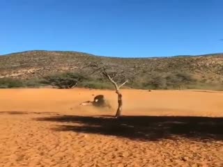 Схватка львов за львицу