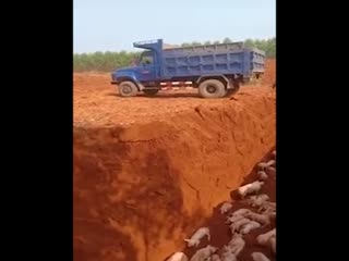 Бедные хрюшки