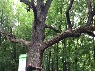 Царь-дуб