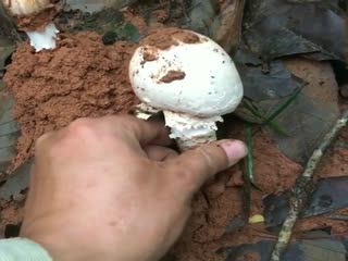 Адские грибы