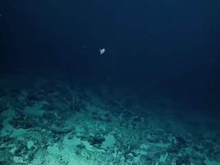 В Тихом океане обнаружено неизвестное существо