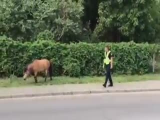 «Самая милая погоня»: киевская полиция провела «Операцию иго-го»