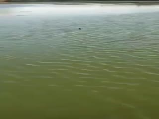 Бедная уточка...