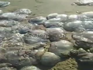 Аномальное нашествие медуз в Азовском море