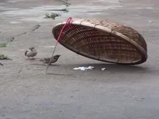 Правильный воробей