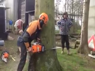 Техника валки большого дерева
