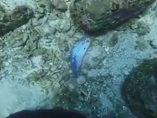 Пластиковые пакеты - зло