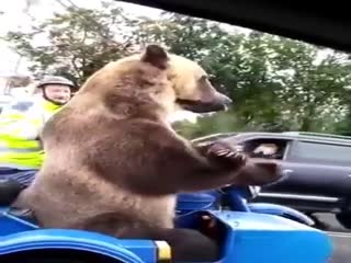 Опять по нашим улицам начали ездить медведи (мат)