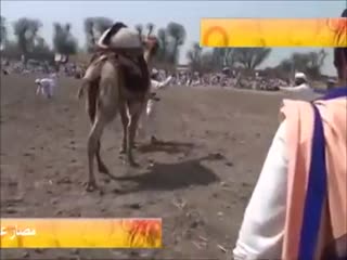 Битва титанов