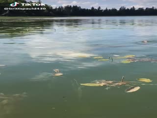 Щука-каннибал