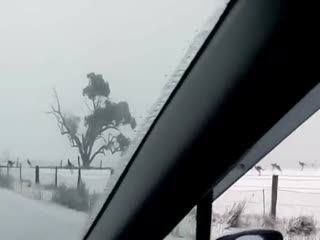 В Австралии выпал снег