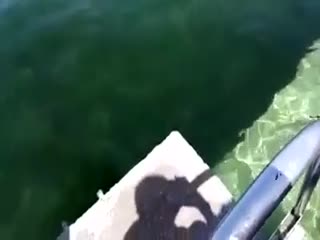 Дельфин прокатил девочку в бассейне