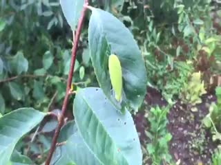 Зверюга из Удмуртии