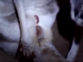 Начальная стадия жизни кенгурёнка