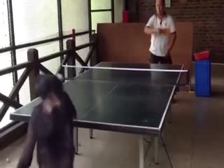 Шимпанзе обыграл в настольный теннис  мужчину 1960 года рождения
