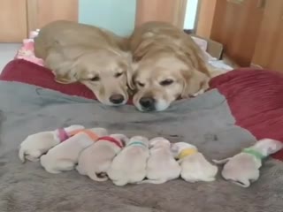 Гордые родители