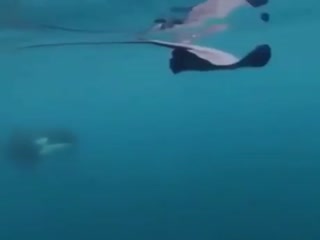 Месть за Стива Ирвина