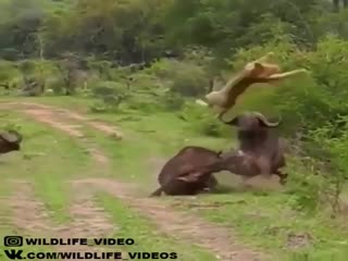 Не на тех он нарвался!