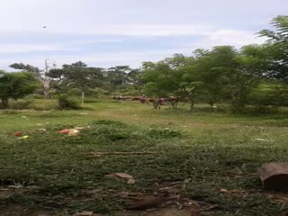 Лесовозы едут...