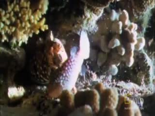 Мурена попыталась съесть рыбу-ежа