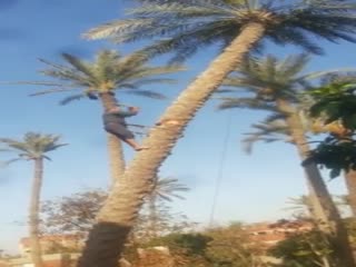 Несчастный случай на пальме