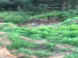 Медведь убил депутатских лошадей