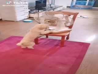 Умный собакен