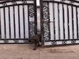 Выгулял собак...