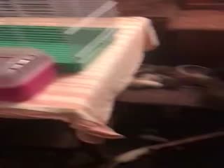 Крысы в квартире