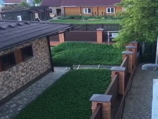 Нормальный такой газон