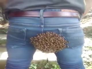 Пчёлы атаковали очко пацанчика