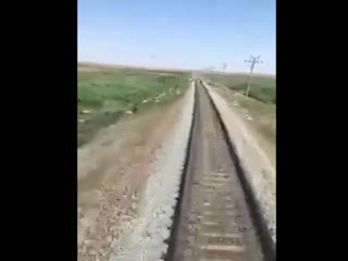 Поезд сбил овец