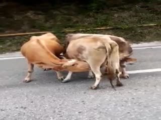 Находчивые коровы