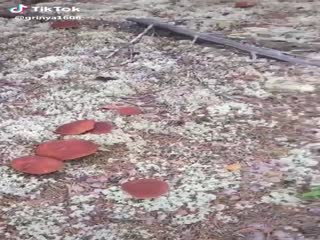 Очень много грибов