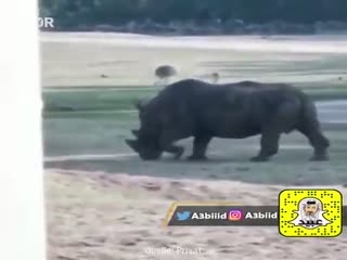 Силён,зверюга...